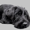 Hunde Bilder