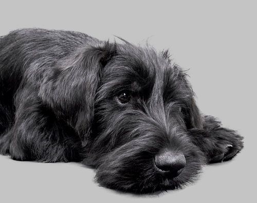 Portrait d'un chiot schnauzer géant