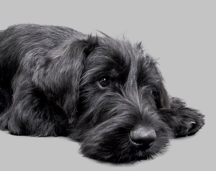 Portrait d'un chiot schnauzer géant par Ruud Krispijn