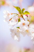 Blossom | Spring in the Keukenhof, Lisse | Netherlands