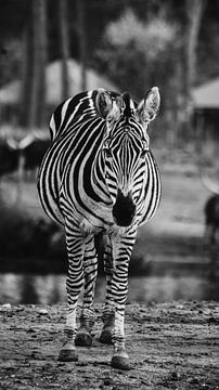 Zebra van Bjorn Brekelmans