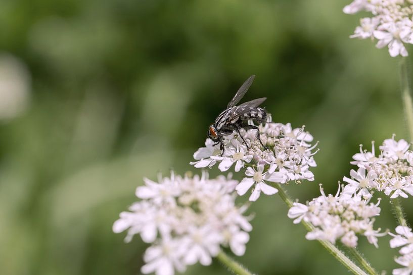 Natur von Martina Weidner