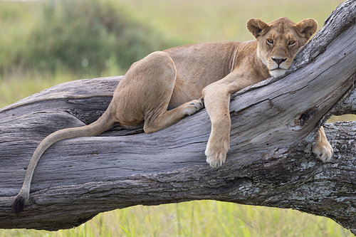 A lioness relaxing on a tree trunk