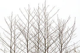 Bäume ohne Laub im Winter von Ralf Gosch