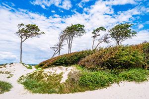 Bäume und Düne am Weststrand auf dem Fischland-Darß