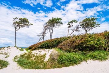 Bomen en duin aan het weststrand op de Fischland-Darß van Rico Ködder