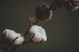 Warm Cotton - Katoen bolletjes