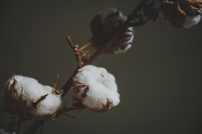 Coton chaud - boules de coton par Byroosmarijn