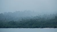 Rainforest Indonesia