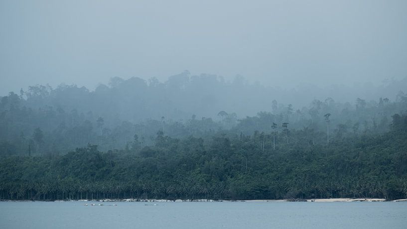 Regenwald Indonesien von Andy Troy