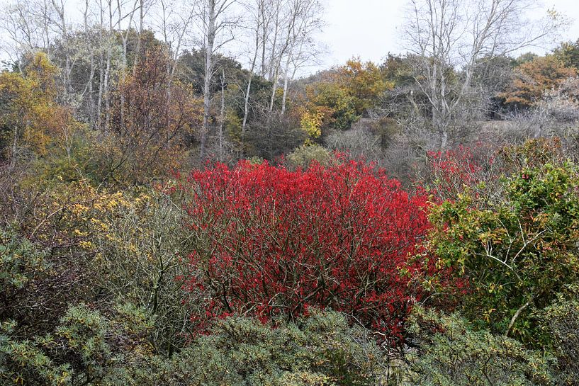 Herfst von Susan Dekker