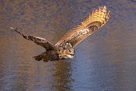 Hibou, Bubo bubo
