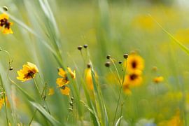 Chased by the wind by Aart Prikker