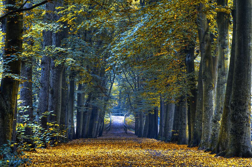 Mountains forest in autumn by Marc Hollenberg