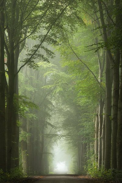 Avenue of Trees Beesd by Antoine van de Laar