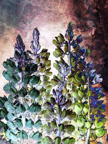 MAGISCHE LUPINS no2b