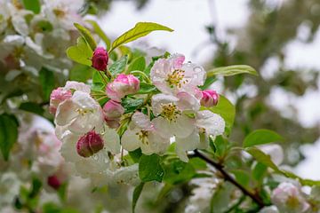 Witte bloesems van een appelboom van ManfredFotos