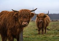 Zwei schottische Hochländer auf dem Feld (Hochlandrinder)