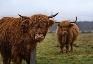 Twee Schotse hooglanders  in het veld ( highland cattle ) van Chihong