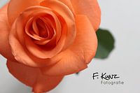 The beautiful rose!