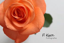 The beautiful rose! by Felicia Charlotte Kunz