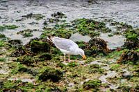Auf Nahrungssuche befindliche Möwe zwischen Felsen und Unkraut am Rande des Wassers