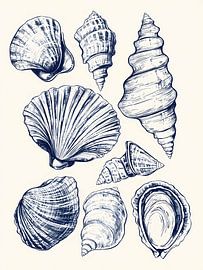 Muscheln von IamHome Studio