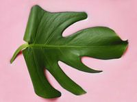 Seidenmonstera Palme Kontrast rosa grün
