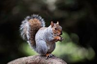 Grey squirrel in parco di Monza