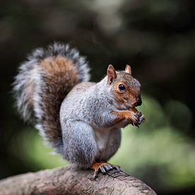 Écureuil gris dans le parc de Monza sur mirka koot