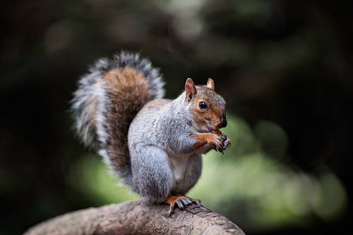 Grey squirrel in parco di Monza by mirka koot