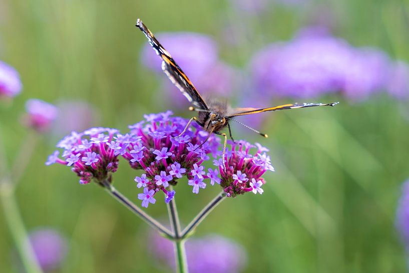 Papillon (Vanessa atalanta) sur le nectar d'une fleur de Verbena bonariensis par Lieven Tomme