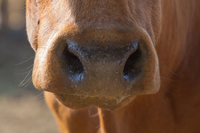 Cows snout by Marijke Arends-Meiring