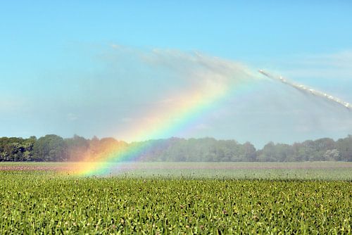 Regenboog door irrigatie veroorzaakt