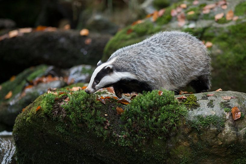 Le blaireau ( Meles meles ) cherche un moyen de se rendre à l'eau d'un ruisseau, Europa. par wunderbare Erde