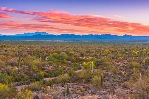 Zonsondergang in Saguaro Nationaal Park van Henk Meijer Photography