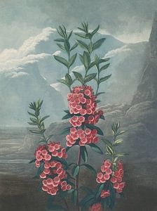 Schmalblättrige Kalmie, Robert John Thornton