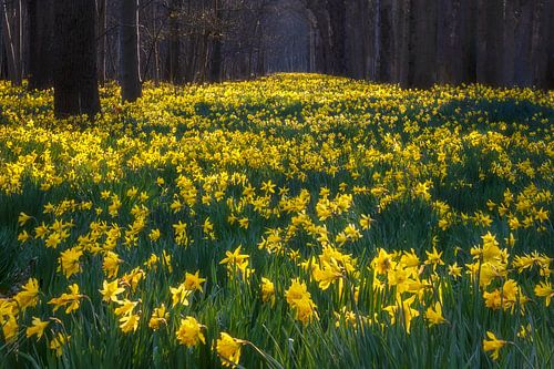 As far as the eye can see...