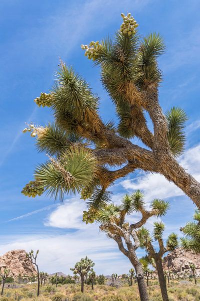 Impression aus dem Joshua Tree National Park von Melanie Viola