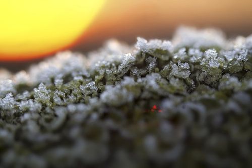 gefrorenes Moos bei Sonnenaufgang