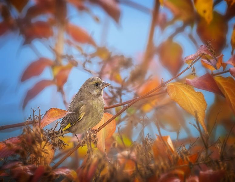Groenling in herfstkleurige boom van ManfredFotos