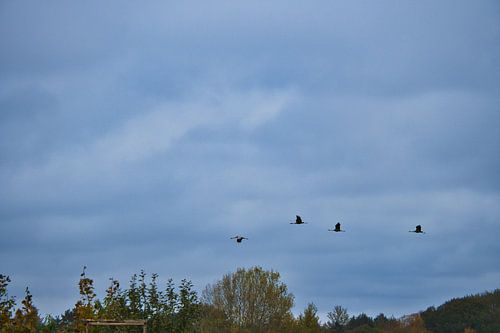 Kraanvogels vliegen over een bos
