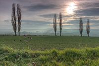Champs de brouillard