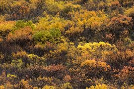 Isländischer Herbst von Danny Slijfer Natuurfotografie