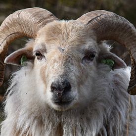 Portrait de mouton sur Bernard van Zwol