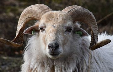 Sheep portrait by Bernard van Zwol