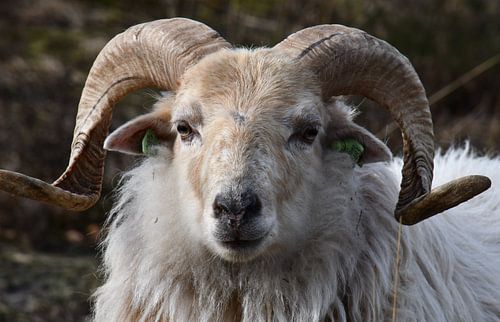 Sheep portrait