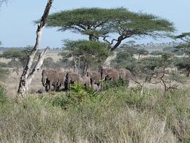 Elefants von Rianne Magic moments