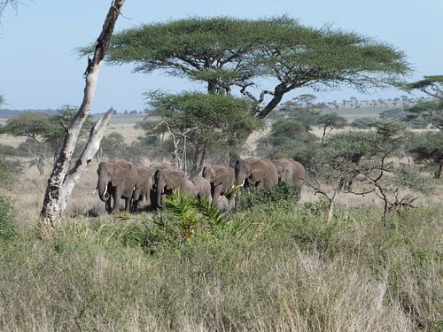 Olifanten familie op weg naar de waterbron