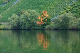 herfst aan de moezel  by Robert Lotman